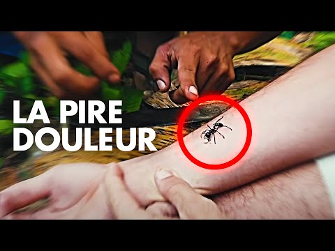 Vidéo: Que dois-je faire au sujet des morsures de fourmi de feu de mon chien?