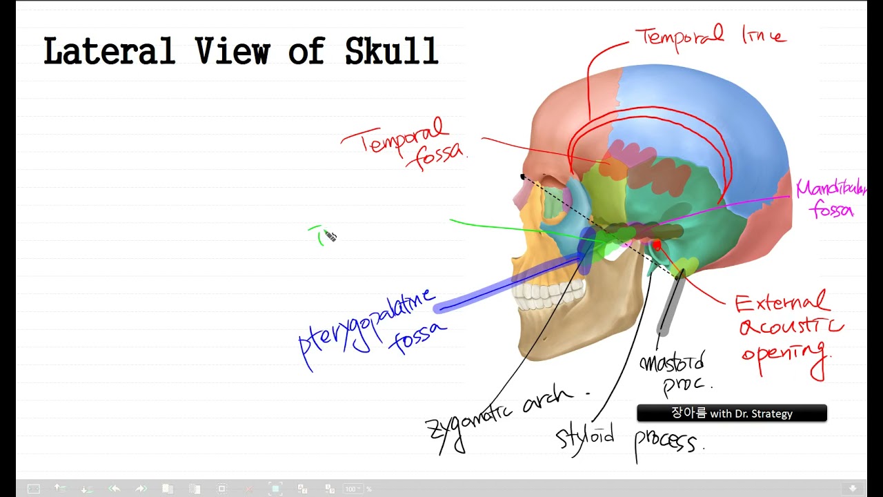 머리뼈2 Skull 2 - 머리 및 목 해부학 Head and Neck Anatomy Chapter 2