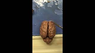 BIO 168: Brain and Eye Dissection