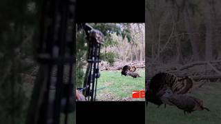 Yay ile Epik Hindi Avı Atışı! 🦃🏹 #avcılık #turkeyhunting #bowhunting #epicshot #outdoor #huntinglife