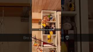 Parrot Falls Off Shelf And Screams