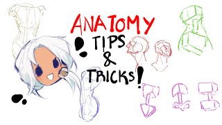 Anatomy Tips And Tricks!