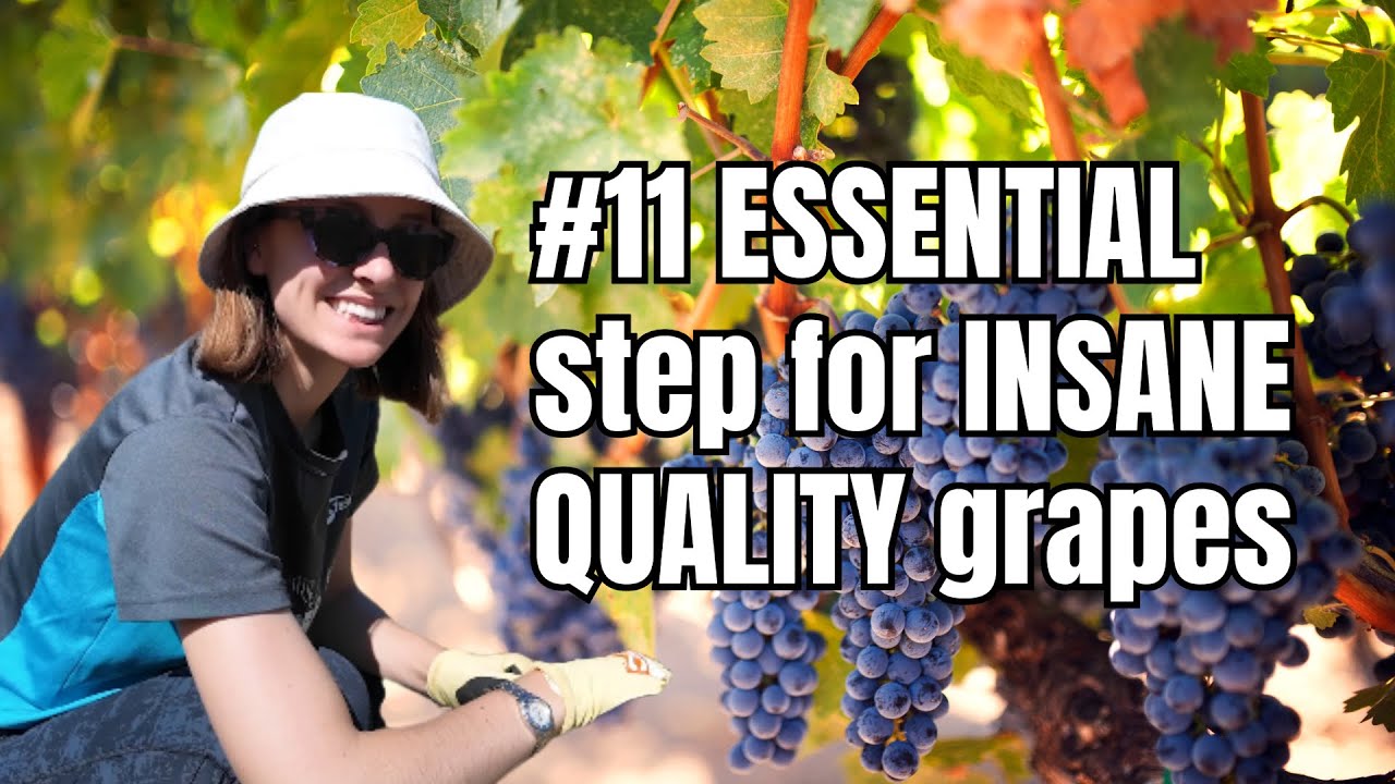 Doing an ESSENTIAL task for growing INSANE QUALITY grapes as we restore our abandoned vineyard!