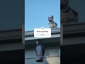 How This Cat Went From Hating Humans To Loving Them