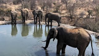 Rosie's Pan | Wildlife Live Stream - Greater Kruger National Park