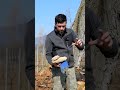 Cosa fare se ci sono CALABRONI nell'albero?