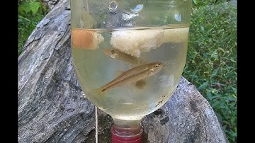 How To Make a Minnow Trap From Soda Bottles - PA. Edition