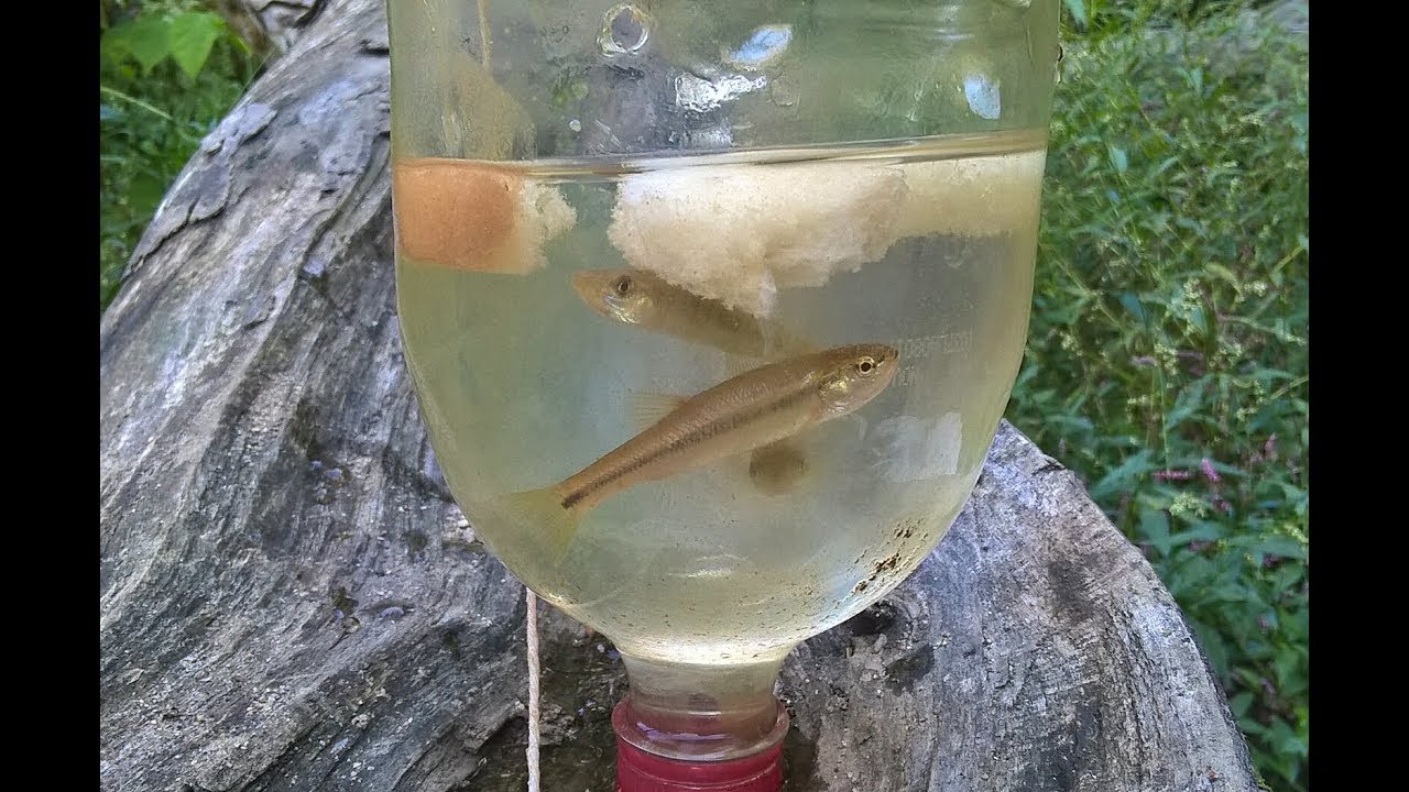 How To Make a Minnow Trap From Soda Bottles - PA. Edition 