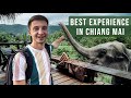 Elephant experience in chiang mai  chai lai orchid