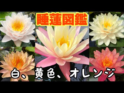 初心者向け 睡蓮鉢で育てる メダカ飼育セット(グリーン)姫