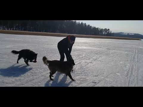 Video: Kuinka Sokea Koira