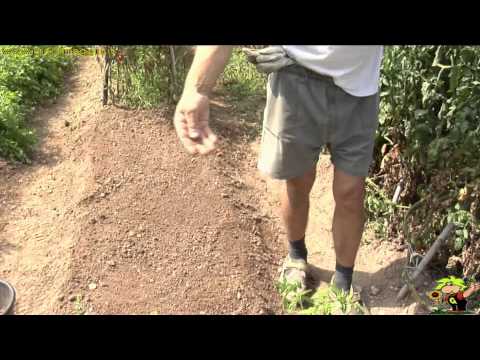 Video: Puoi coltivare barbabietole in contenitori - Come coltivare barbabietole in un contenitore