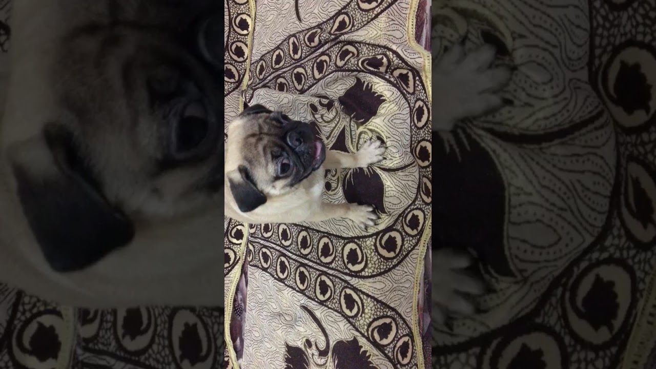 Angry😡 Pug Dog Barking 😡
