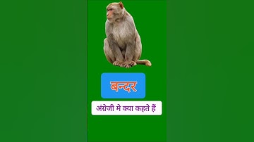 Monkey meaning in hindi  #animalsname #monkey