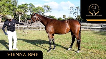 VIENNA BMF 4 yr old Rhinlender Mare. Video for AHS Registration.
