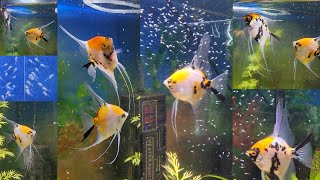 Koi Angelfish Pair Aggression & Another Batch of Babies... | Freshwater Angelfish Breeding