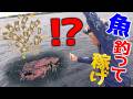 #4 衝撃のラスト！？漁師の一級ポイントで魚釣って稼げ！【巨大魚狙いの久米島1人遠征】