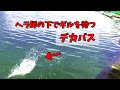 2020 夏 ヘラブナ釣り + 横利根川のデカバスはギルが好きな件