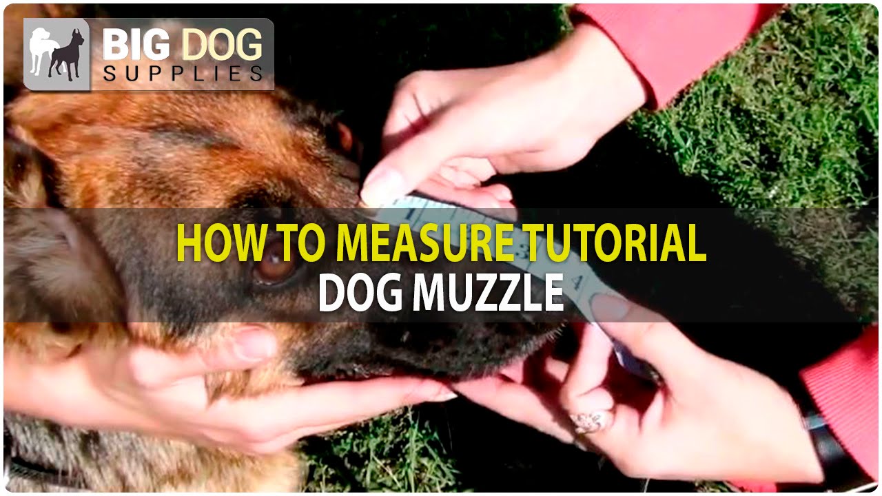 Video Tutorial - How to Measure Dog for a Muzzle - YouTube