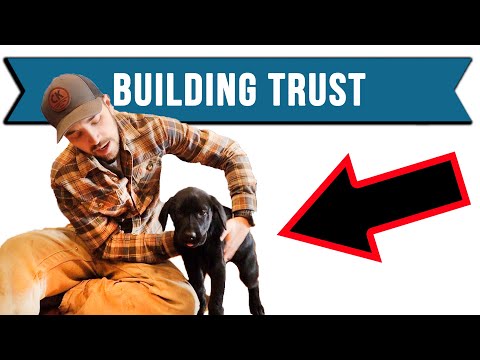 Video: Hoe u uw band met uw hond kunt verbeteren
