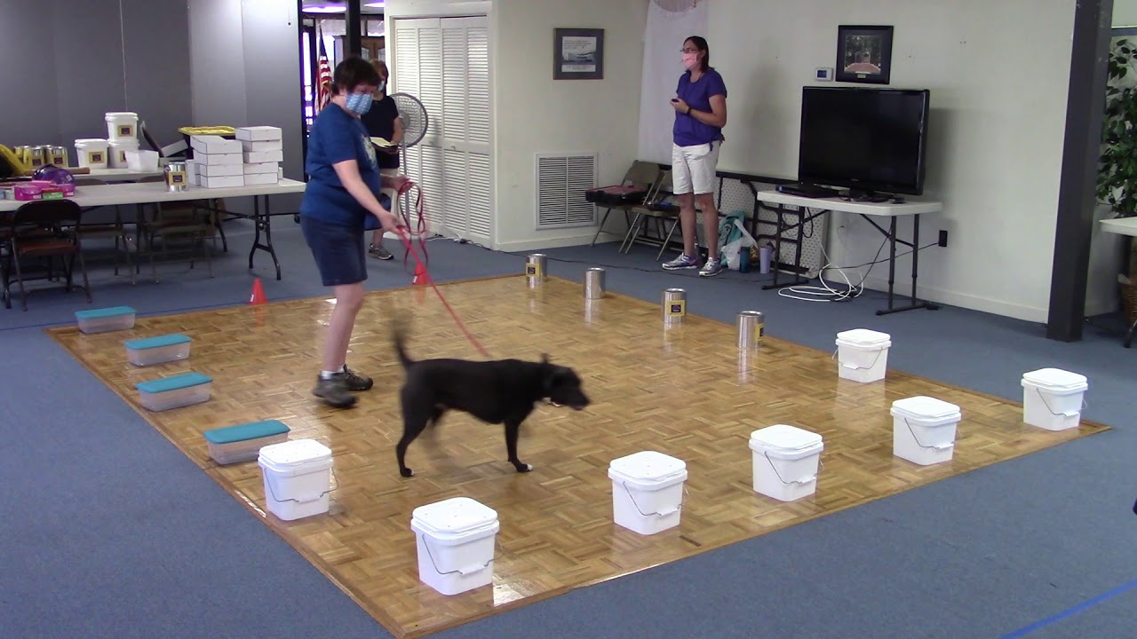 AKC Scent Work Trial Ashland, VA 9/5/2020 Advanced Containers