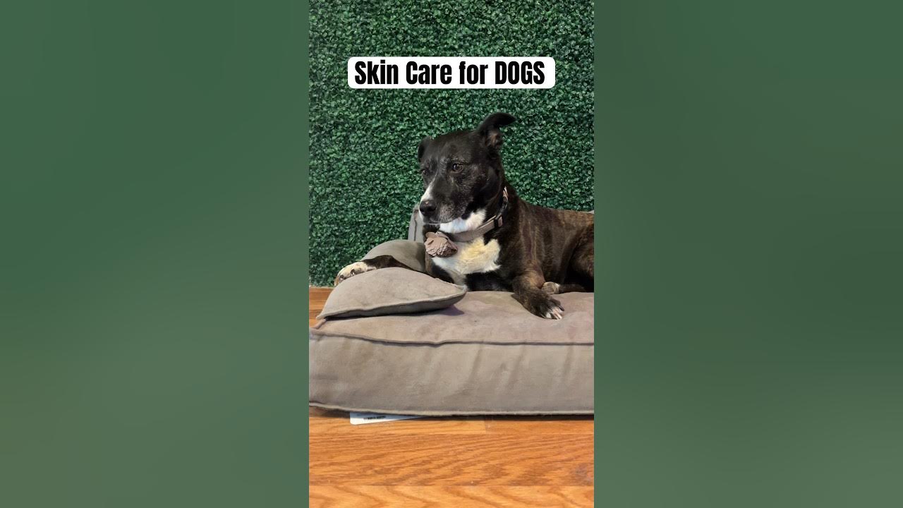 your-dog-has-hot-spots-dogmomyoutube-dogbreeds-dog-doghealth