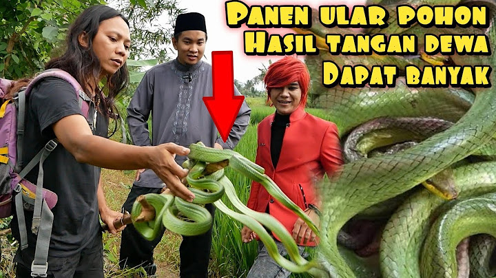 REAL TANGAN DEWA PANEN ULAR DAPAT BANYAK