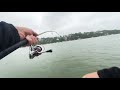 Sydney Jew fish - George’s river