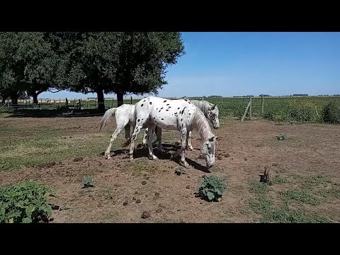 Vídeo: Potros De Appaloosa (recortes De Galletas De Azúcar)