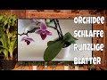 Orchidee bekommt schlaffe runzlige Blätter