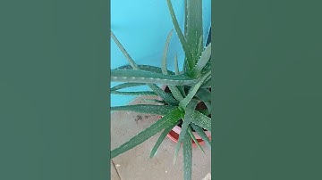 aloevera health benifits#skin#hair#garden#beauty products#nature