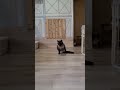 下半身不随の猫 しろっぺ お腹からおしっこを出す手術を受けました