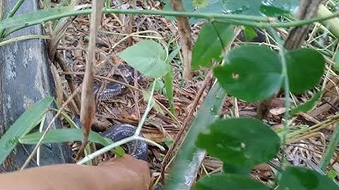 Thăm Lưới Bẫy Rắn Lờ Cá Cái Kết Ngoài Sức Tưởng Tượng