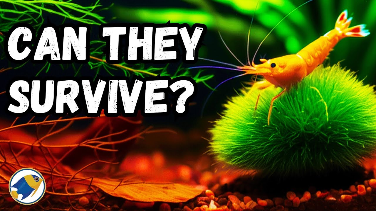Can You Keep Shrimp in a Blackwater Aquarium? (Science Explained)
