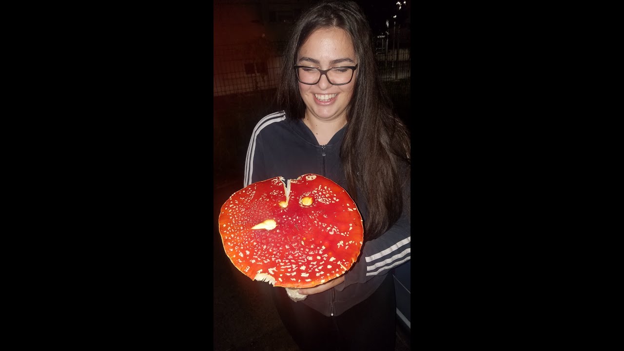 biggest Amanita Muscaria patch and mushroms in the world i think....:)