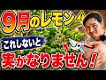 9月のレモンこれしないと実がなりません！植え替え・秋肥・摘果の重要作業！【園芸】【ガーデニング】