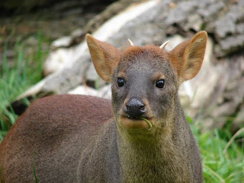 Video: Pudu-hjort: foto, beskrivning, livsmiljö