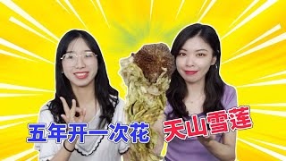 传说中的天山雪莲 终于被姐妹花吃到了 吃完能变成武林大侠嘛？