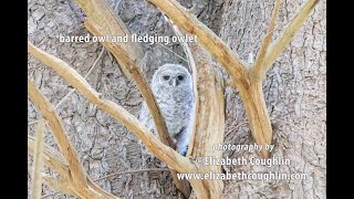 Nature Share Barred Owl and Fledging Owlet