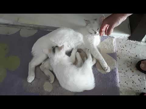 Yavrusunu 3 Yaşına Kadar Emziren Anne Kedi #cat #kitten