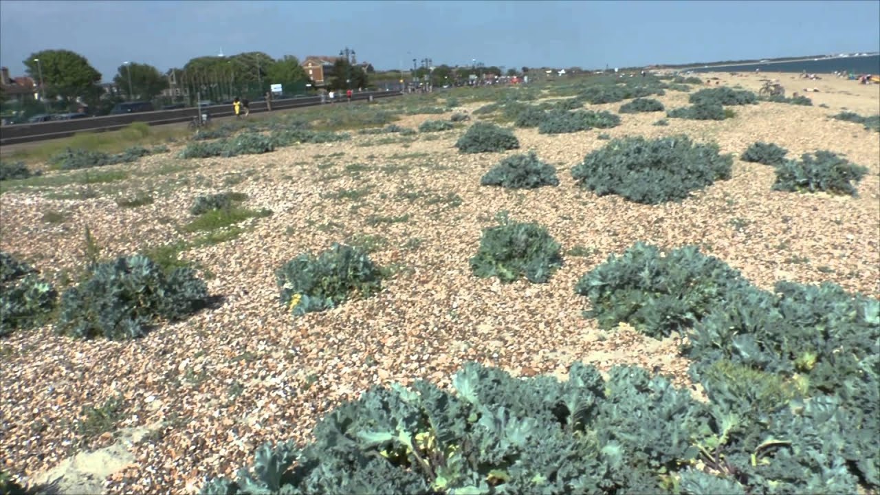 1 Eastney Beach In Portsmouth Uk - Youtube-8352