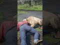 “RDR2 : সিংহের হিংস্র আক্রমণ! মানুষটা বাঁচবে তো? 😱🦁”#gaming #viral #shorts