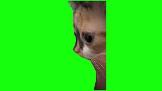Kitten Stare With Trumpet Music Meme - Green Screen