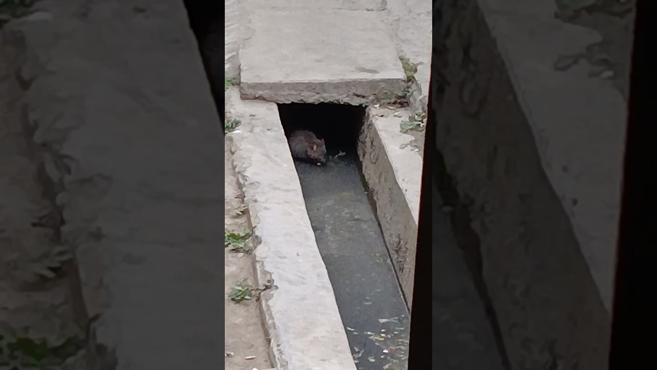 rat in drain 