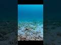 Over a hundred thousand crabs come here to shed their old shells. #wildlife #animals #shorts