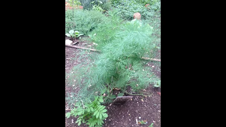 Kathleen's Herb Garden: Dog Fennel aka Dill