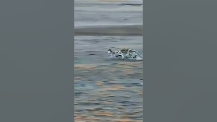 The plateau wolf hunts the Tibetan antelope  高原狼猎捕藏原羚 羚羊无能为力 #animal【跟着图尔去旅行】