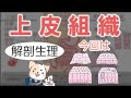 上皮組織パート1【単層扁平・立方・円柱上皮／多列円柱上皮】