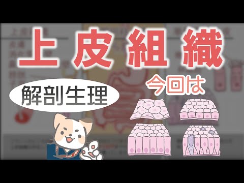 上皮組織パート1【単層扁平・立方・円柱上皮／多列円柱上皮】