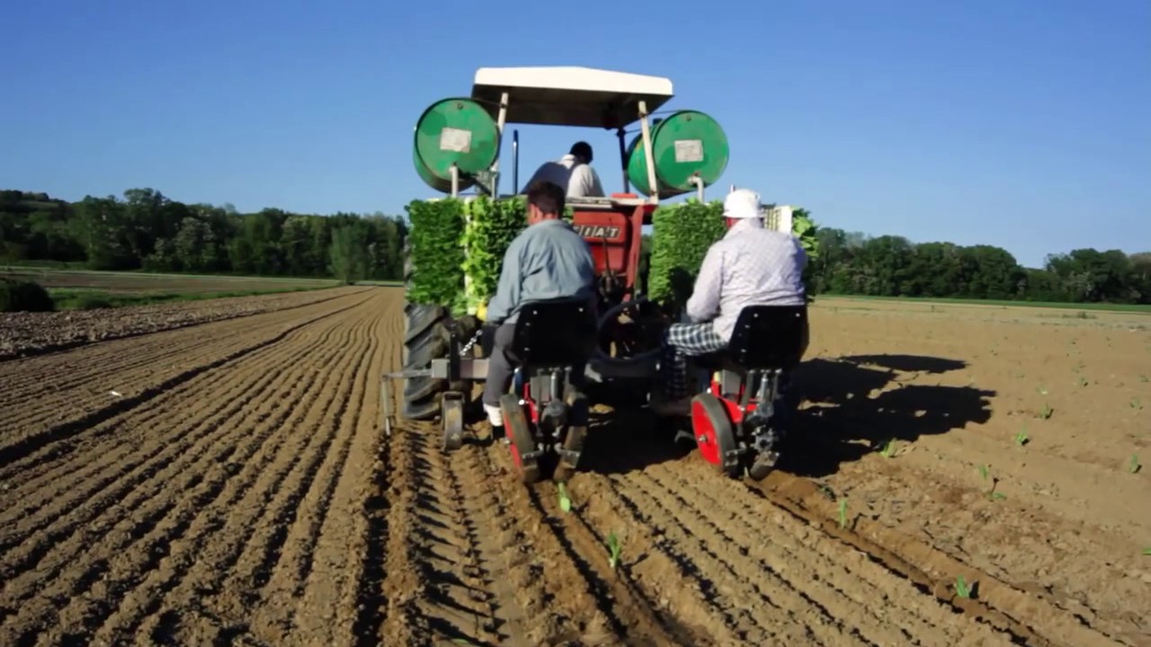 Trasplantadora Monodrive Italiana